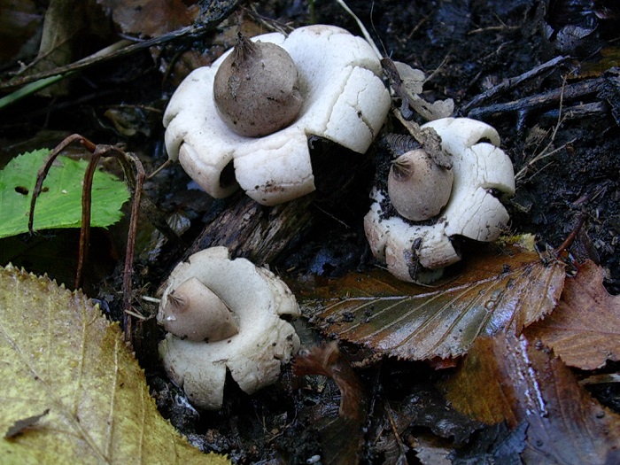 858 Novembre vecchio ritrovamento